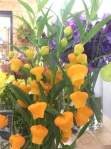 サンダーソニア