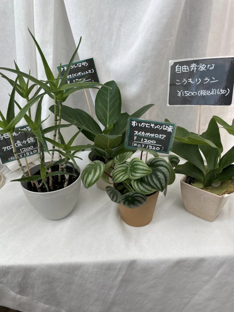 可愛い観葉植物たちがやってきました！