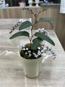 春を告げるミニポット