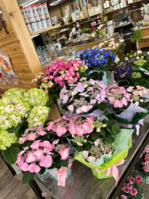 可愛い鉢物、入荷しました！