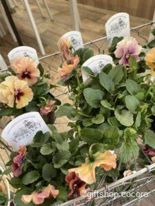 今年も生のツリー販売開始しました！