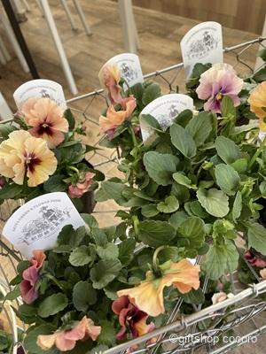 今年も生のツリー販売開始しました!