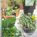 空間にすっとなじむ、小さなグリーン