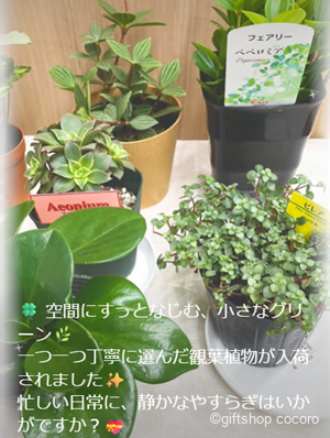 空間にすっとなじむ、小さなグリーン